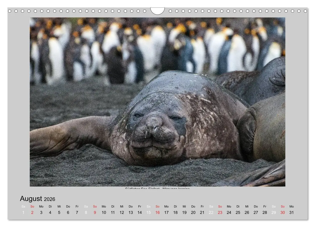 Bild: 9783516159400 | Tierleben in der Antarktis (Wandkalender 2026 DIN A3 quer),...