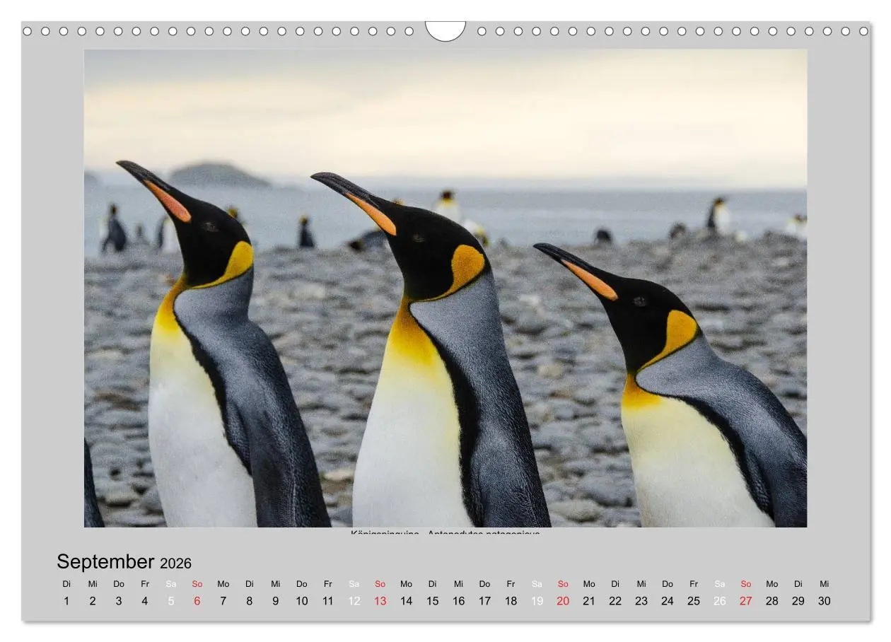 Bild: 9783516159400 | Tierleben in der Antarktis (Wandkalender 2026 DIN A3 quer),...