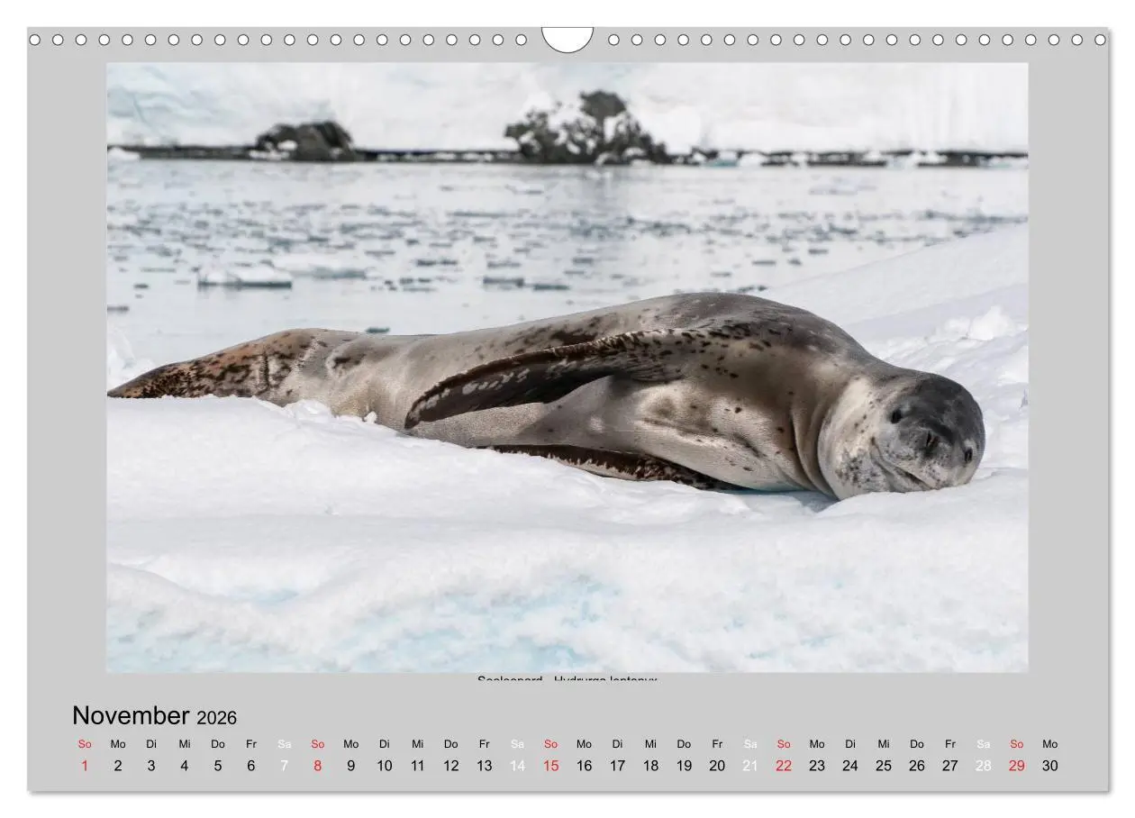 Bild: 9783516159400 | Tierleben in der Antarktis (Wandkalender 2026 DIN A3 quer),...
