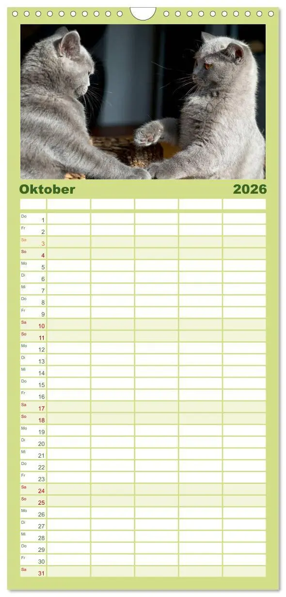 Bild: 9783516519600 | Familienplaner 2026 - Bärige Schmusetiger - Britisch Kurzhaar mit 5...