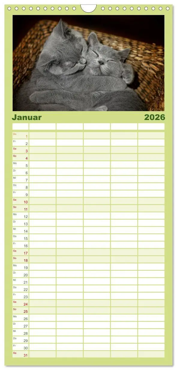 Bild: 9783516519600 | Familienplaner 2026 - Bärige Schmusetiger - Britisch Kurzhaar mit 5...