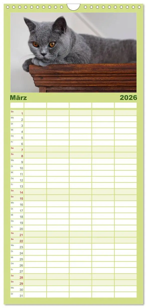 Bild: 9783516519600 | Familienplaner 2026 - Bärige Schmusetiger - Britisch Kurzhaar mit 5...