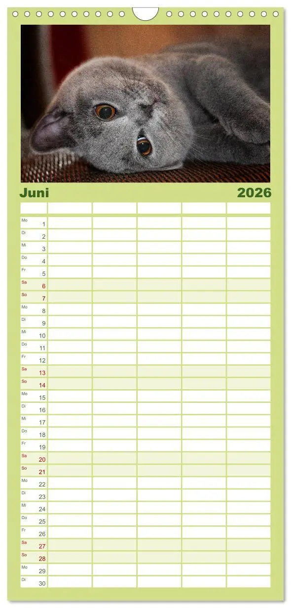 Bild: 9783516519600 | Familienplaner 2026 - Bärige Schmusetiger - Britisch Kurzhaar mit 5...