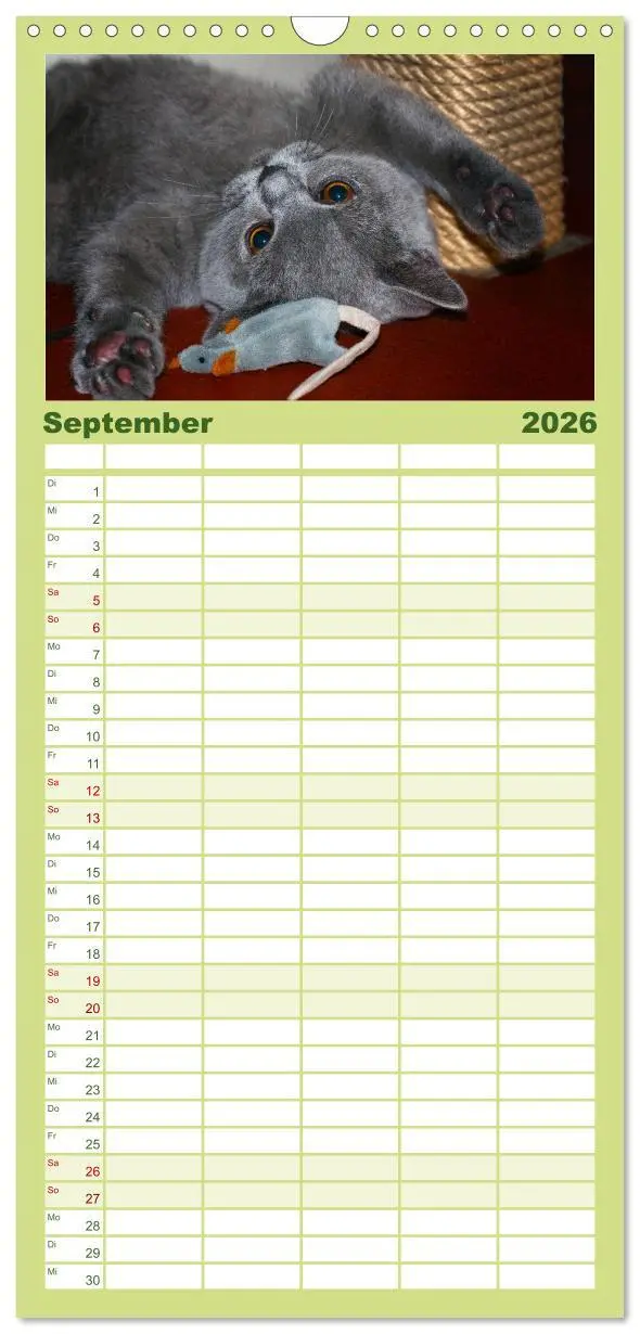 Bild: 9783516519600 | Familienplaner 2026 - Bärige Schmusetiger - Britisch Kurzhaar mit 5...