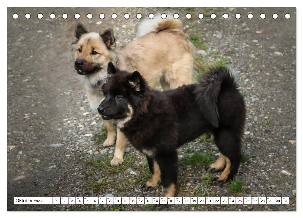 Bild: 9783457729700 | Eurasier, der Hund im Wolfspelz (Tischkalender 2026 DIN A5 quer),...
