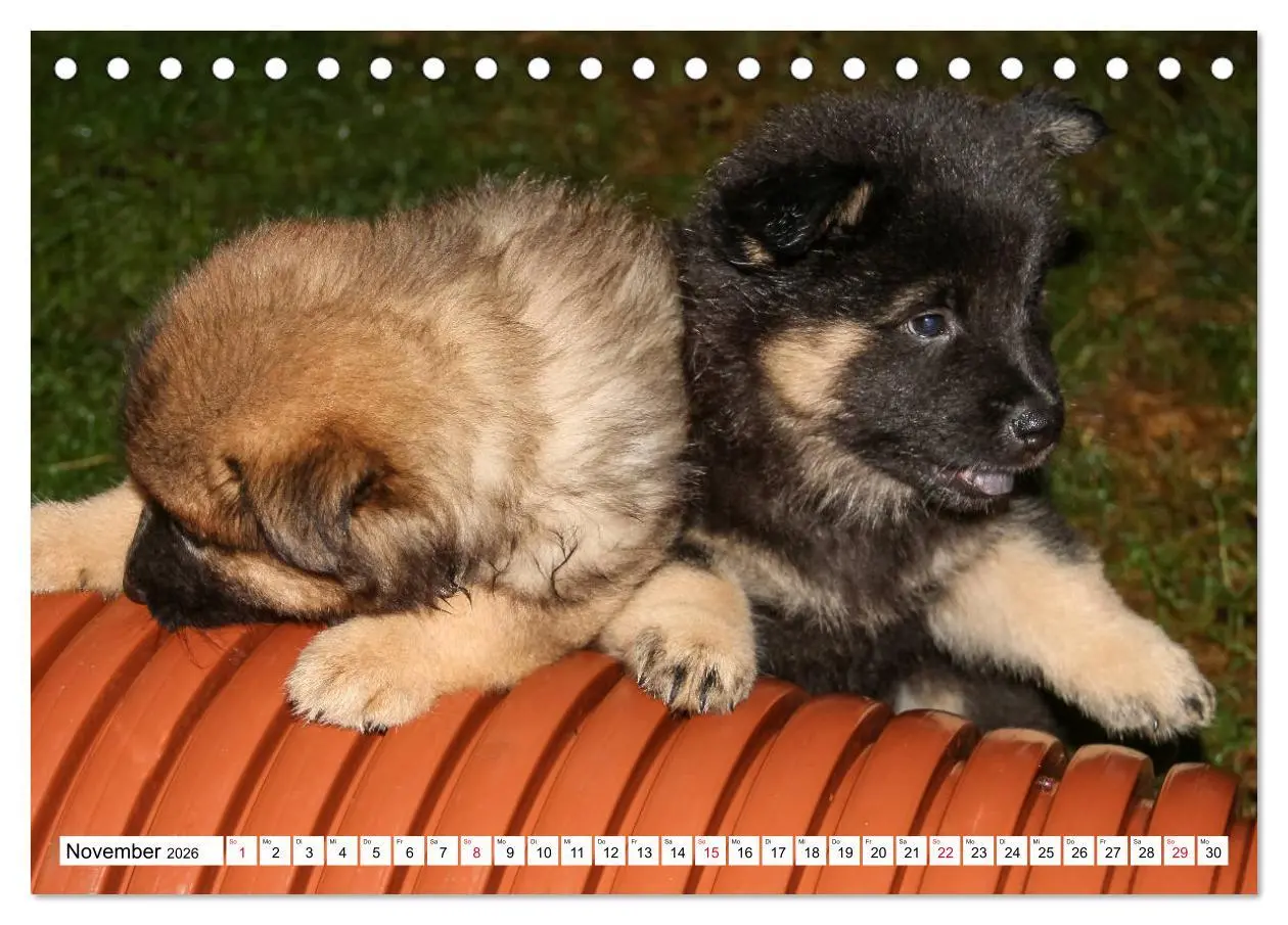 Bild: 9783457729700 | Eurasier, der Hund im Wolfspelz (Tischkalender 2026 DIN A5 quer),...