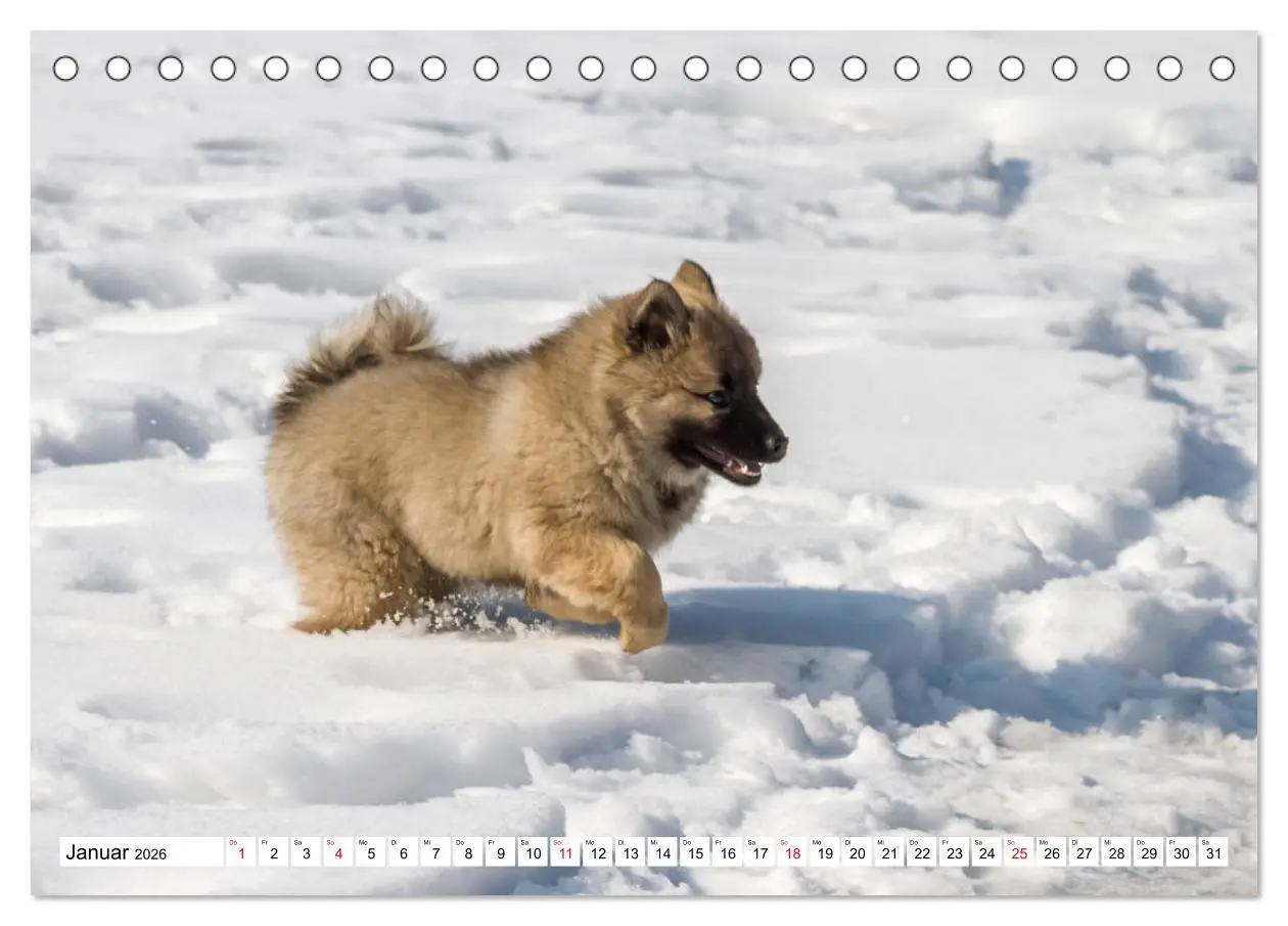 Bild: 9783457729700 | Eurasier, der Hund im Wolfspelz (Tischkalender 2026 DIN A5 quer),...