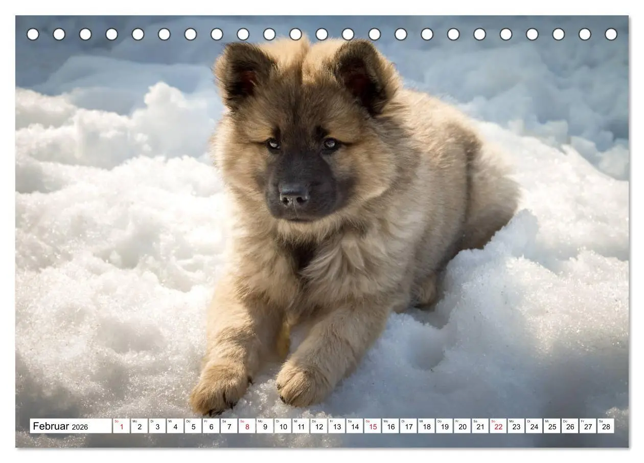Bild: 9783457729700 | Eurasier, der Hund im Wolfspelz (Tischkalender 2026 DIN A5 quer),...
