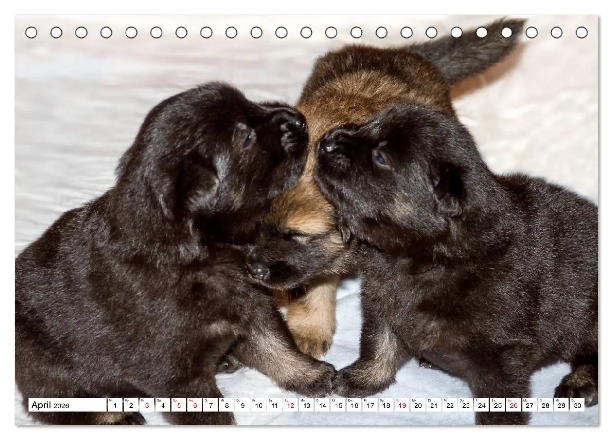 Bild: 9783457729700 | Eurasier, der Hund im Wolfspelz (Tischkalender 2026 DIN A5 quer),...