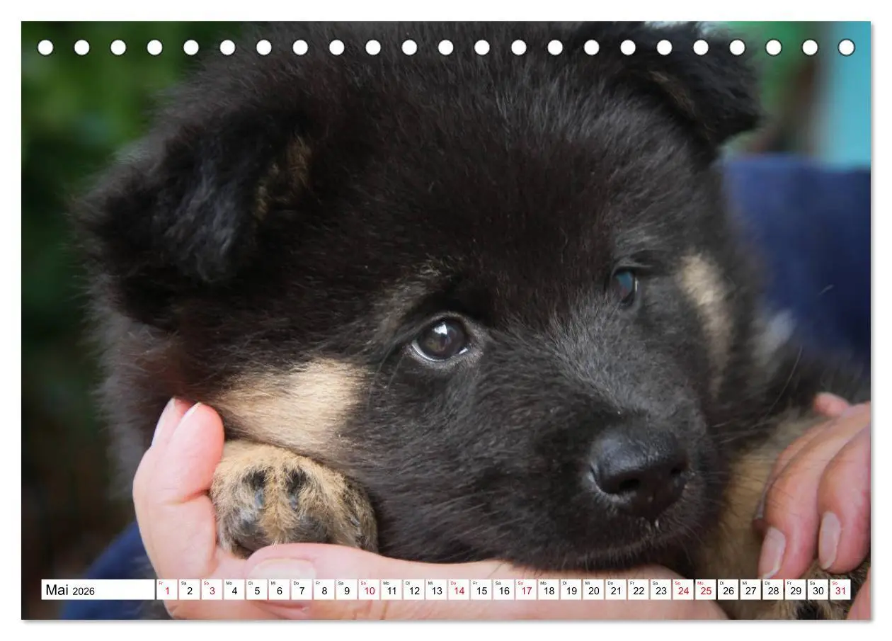 Bild: 9783457729700 | Eurasier, der Hund im Wolfspelz (Tischkalender 2026 DIN A5 quer),...