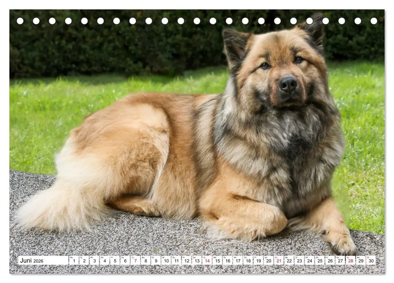 Bild: 9783457729700 | Eurasier, der Hund im Wolfspelz (Tischkalender 2026 DIN A5 quer),...