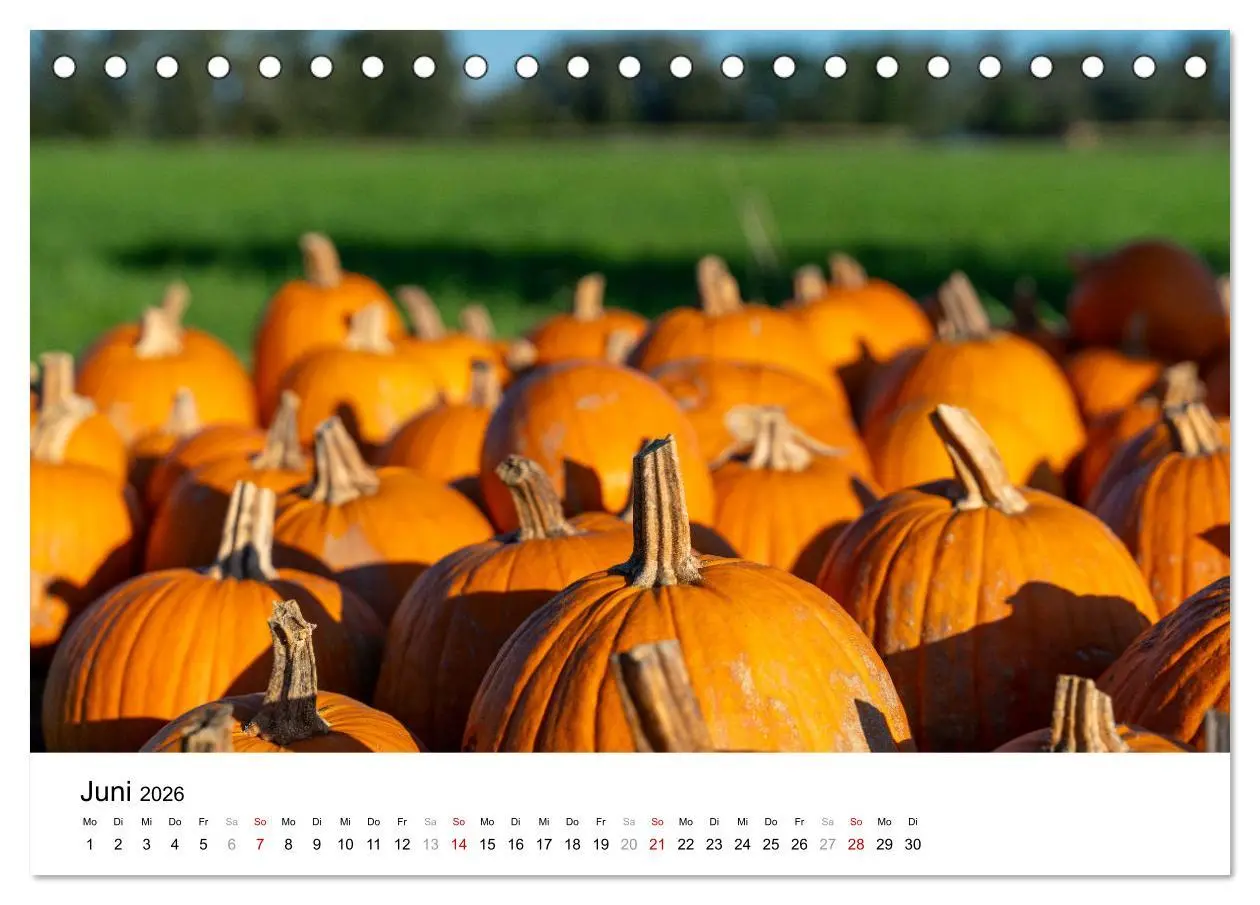 Bild: 9783457339800 | KÜRBIS KALENDER - Die schönsten Kürbisse des Jahres (Tischkalender...