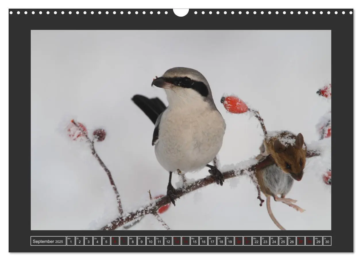 Bild: 9783435169900 | Winterzauber - Tiere in Eis und Schnee (Wandkalender 2025 DIN A3...
