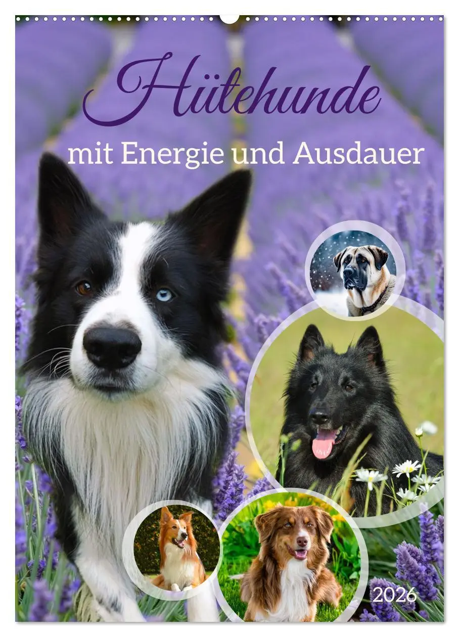 Cover: 9783516600001 | Hütehunde mit Energie und Ausdauer (Wandkalender 2026 DIN A2 hoch),...