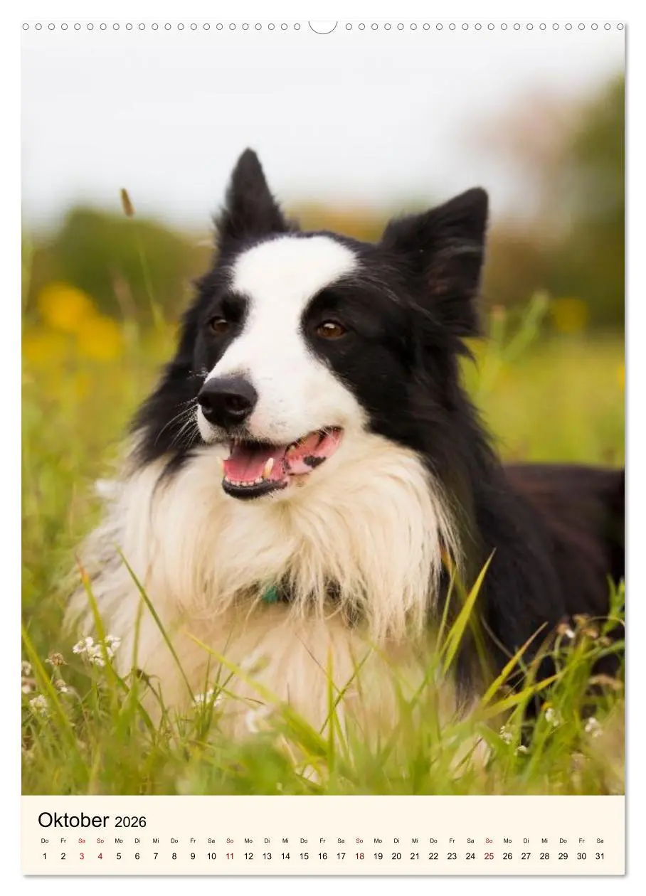 Bild: 9783516600001 | Hütehunde mit Energie und Ausdauer (Wandkalender 2026 DIN A2 hoch),...