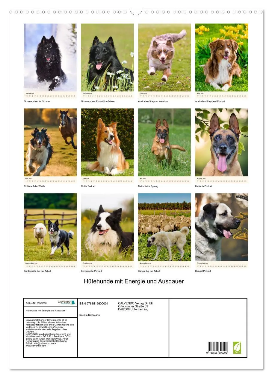 Bild: 9783516600001 | Hütehunde mit Energie und Ausdauer (Wandkalender 2026 DIN A2 hoch),...