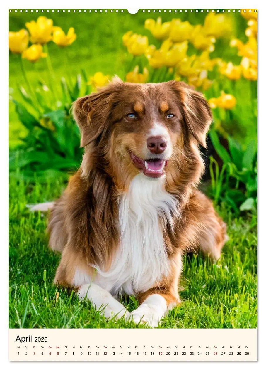 Bild: 9783516600001 | Hütehunde mit Energie und Ausdauer (Wandkalender 2026 DIN A2 hoch),...