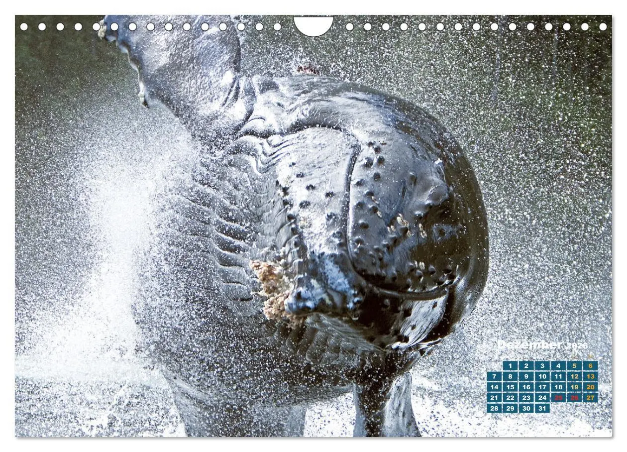 Bild: 9783457290101 | Buckelwale: Aus den blauen Tiefen der Ozeane (Wandkalender 2026 DIN...
