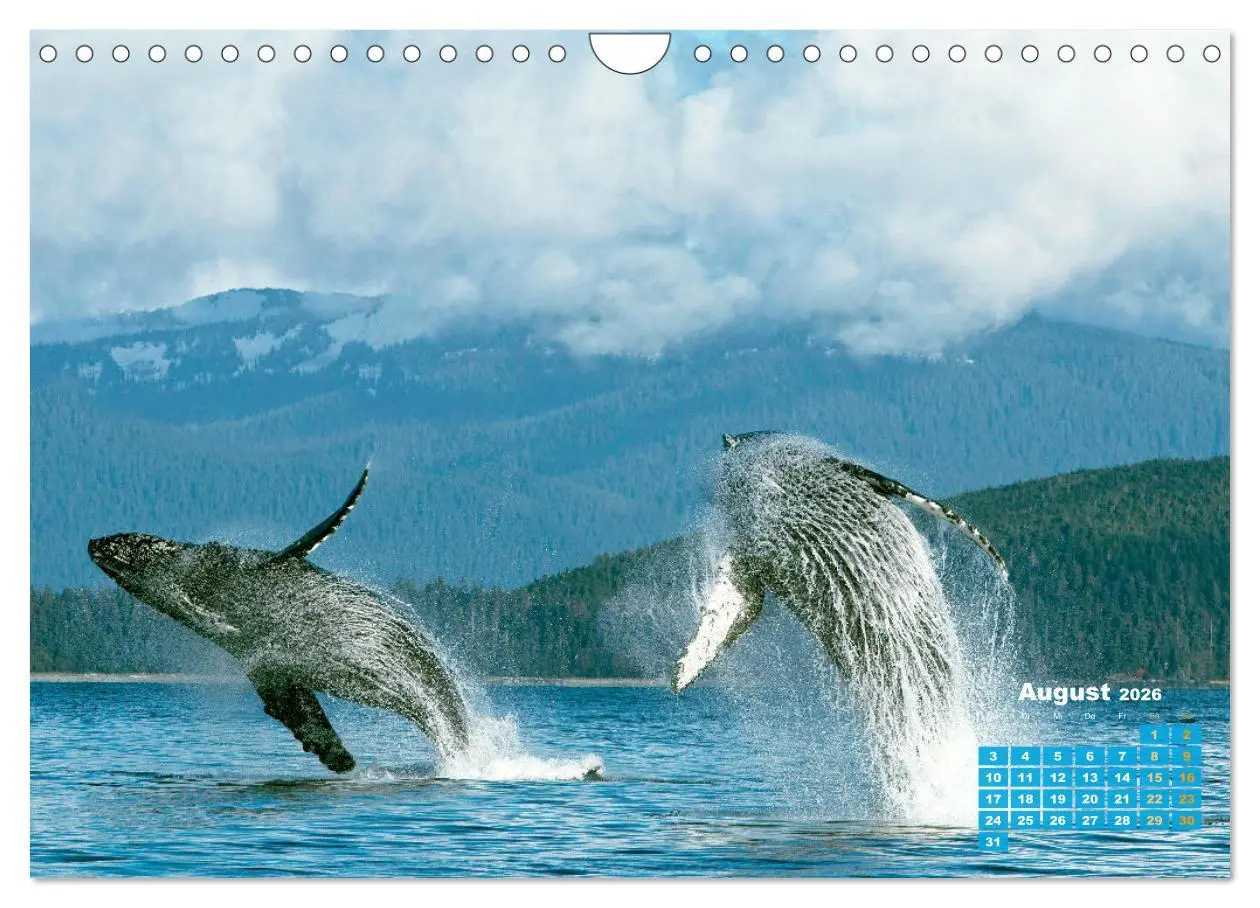 Bild: 9783457290101 | Buckelwale: Aus den blauen Tiefen der Ozeane (Wandkalender 2026 DIN...