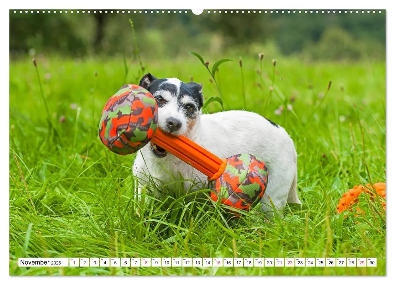 Bild: 9783457810101 | 100000 Volt auf vier Pfoten - Jack und Parson Russell Terrier...