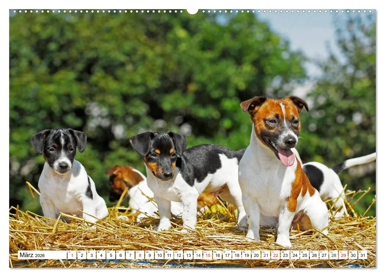 Bild: 9783457810101 | 100000 Volt auf vier Pfoten - Jack und Parson Russell Terrier...