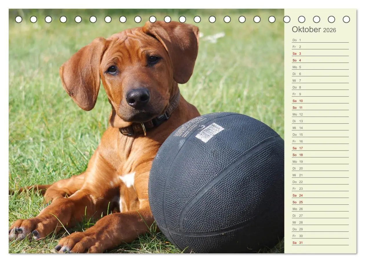 Bild: 9783457420201 | Rhodesian Ridgeback - Jung, wild, zuckersüß (Tischkalender 2026 DIN...