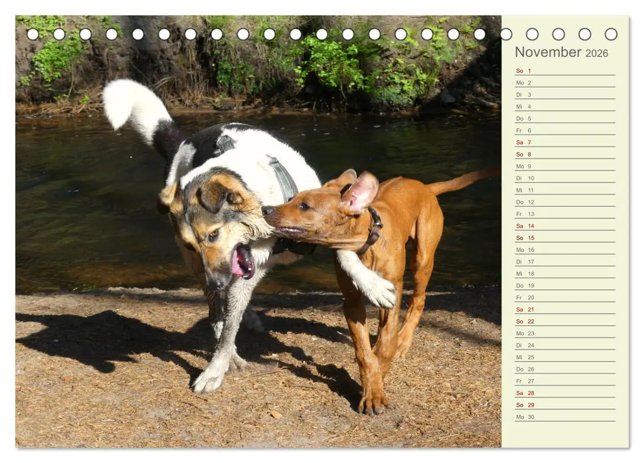 Bild: 9783457420201 | Rhodesian Ridgeback - Jung, wild, zuckersüß (Tischkalender 2026 DIN...