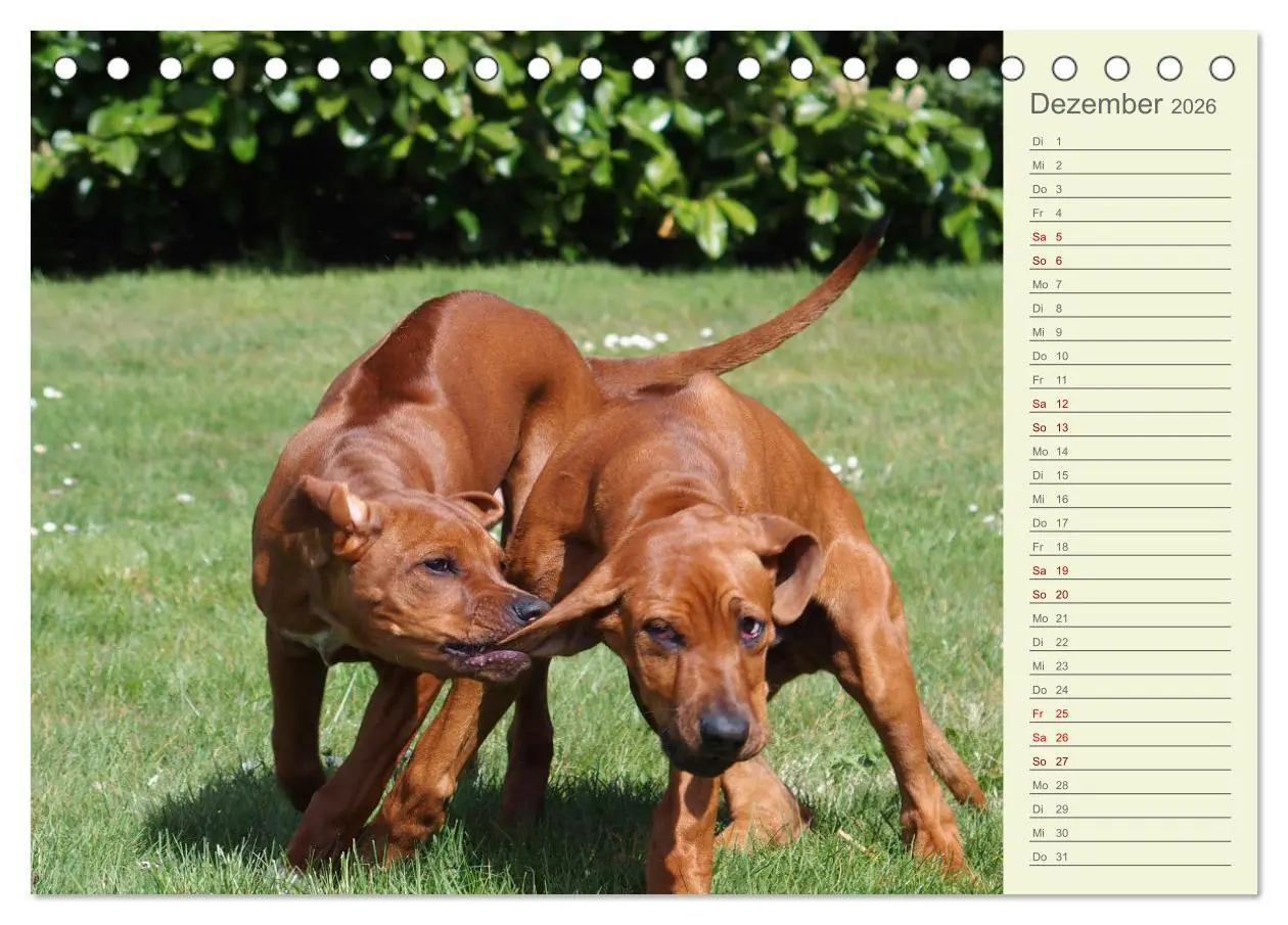 Bild: 9783457420201 | Rhodesian Ridgeback - Jung, wild, zuckersüß (Tischkalender 2026 DIN...