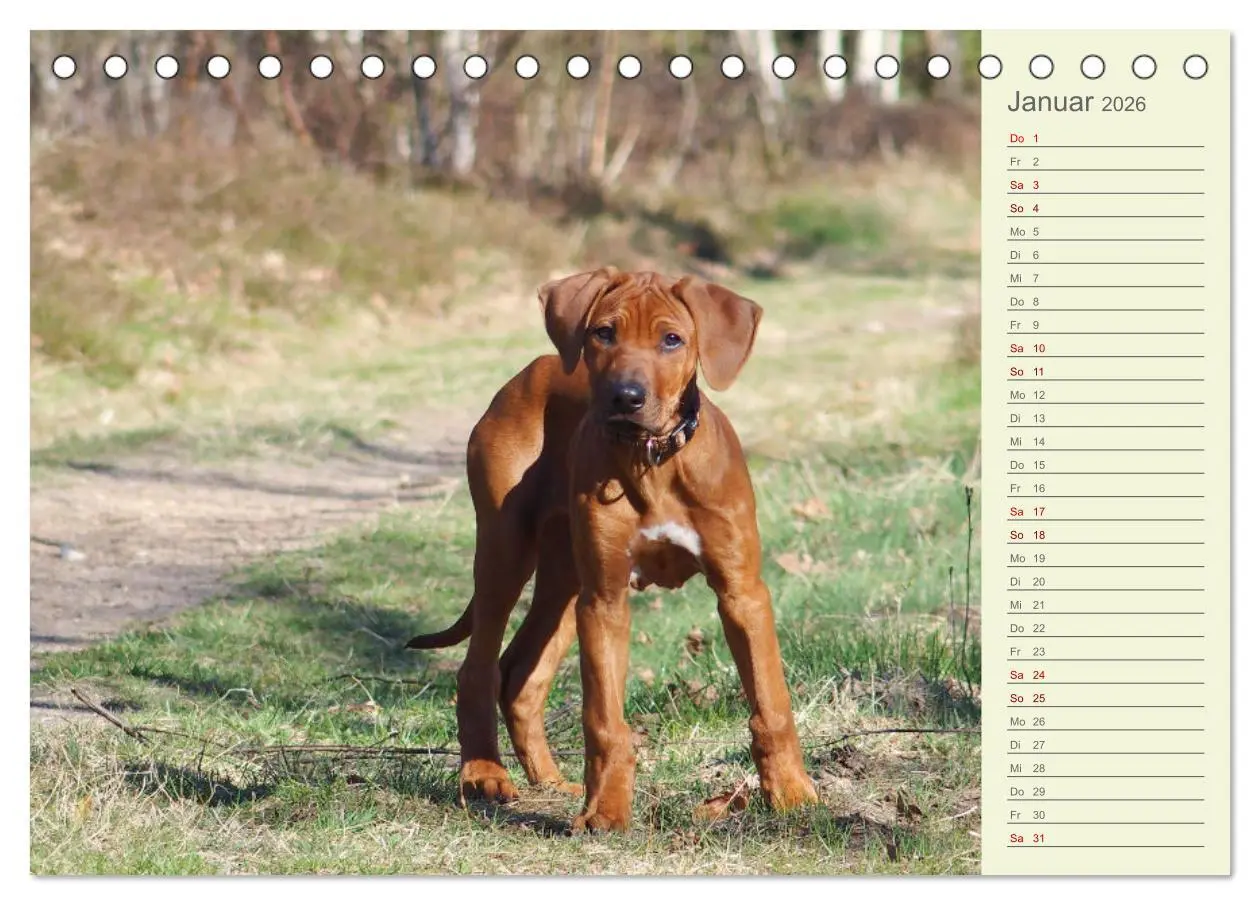 Bild: 9783457420201 | Rhodesian Ridgeback - Jung, wild, zuckersüß (Tischkalender 2026 DIN...