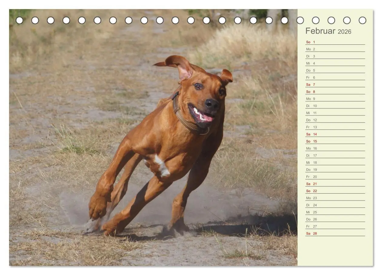 Bild: 9783457420201 | Rhodesian Ridgeback - Jung, wild, zuckersüß (Tischkalender 2026 DIN...