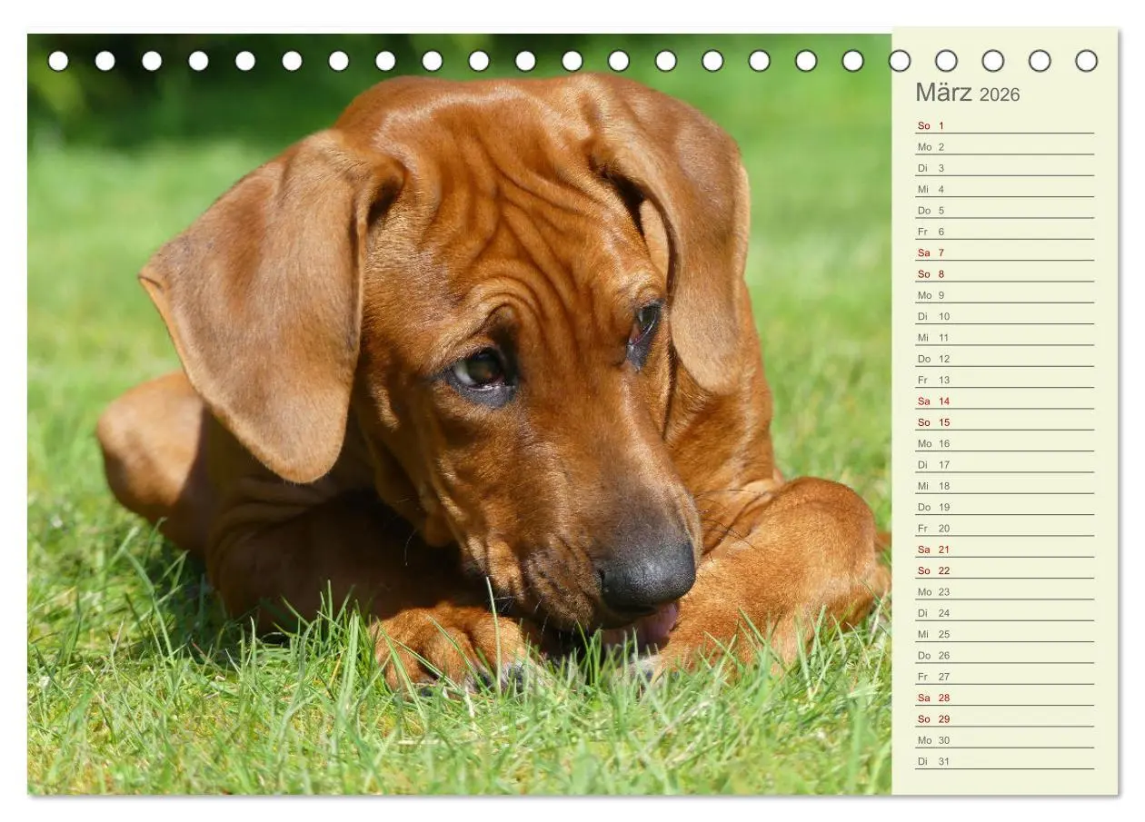 Bild: 9783457420201 | Rhodesian Ridgeback - Jung, wild, zuckersüß (Tischkalender 2026 DIN...