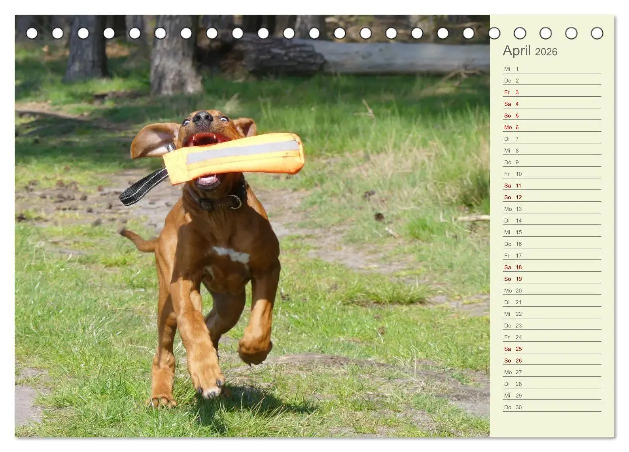 Bild: 9783457420201 | Rhodesian Ridgeback - Jung, wild, zuckersüß (Tischkalender 2026 DIN...