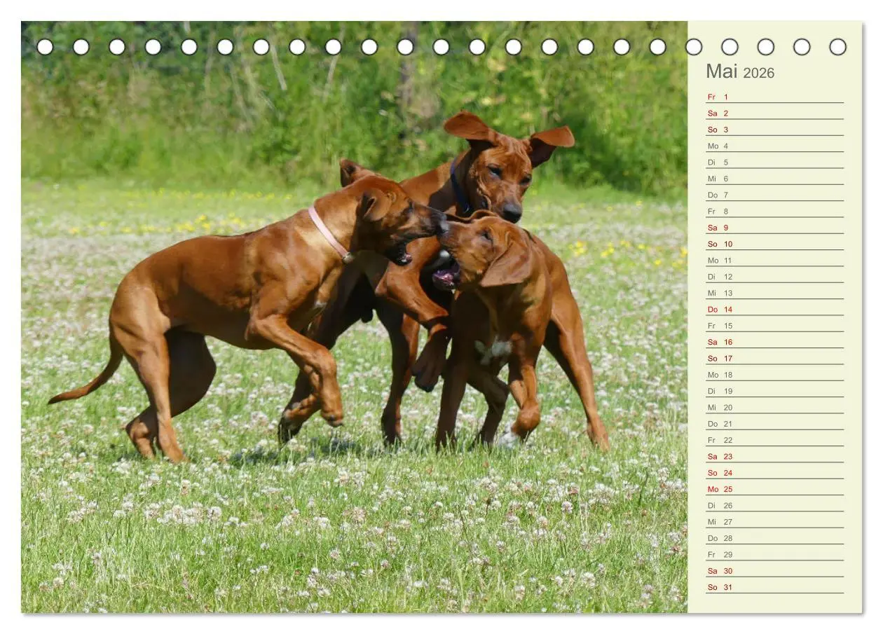 Bild: 9783457420201 | Rhodesian Ridgeback - Jung, wild, zuckersüß (Tischkalender 2026 DIN...