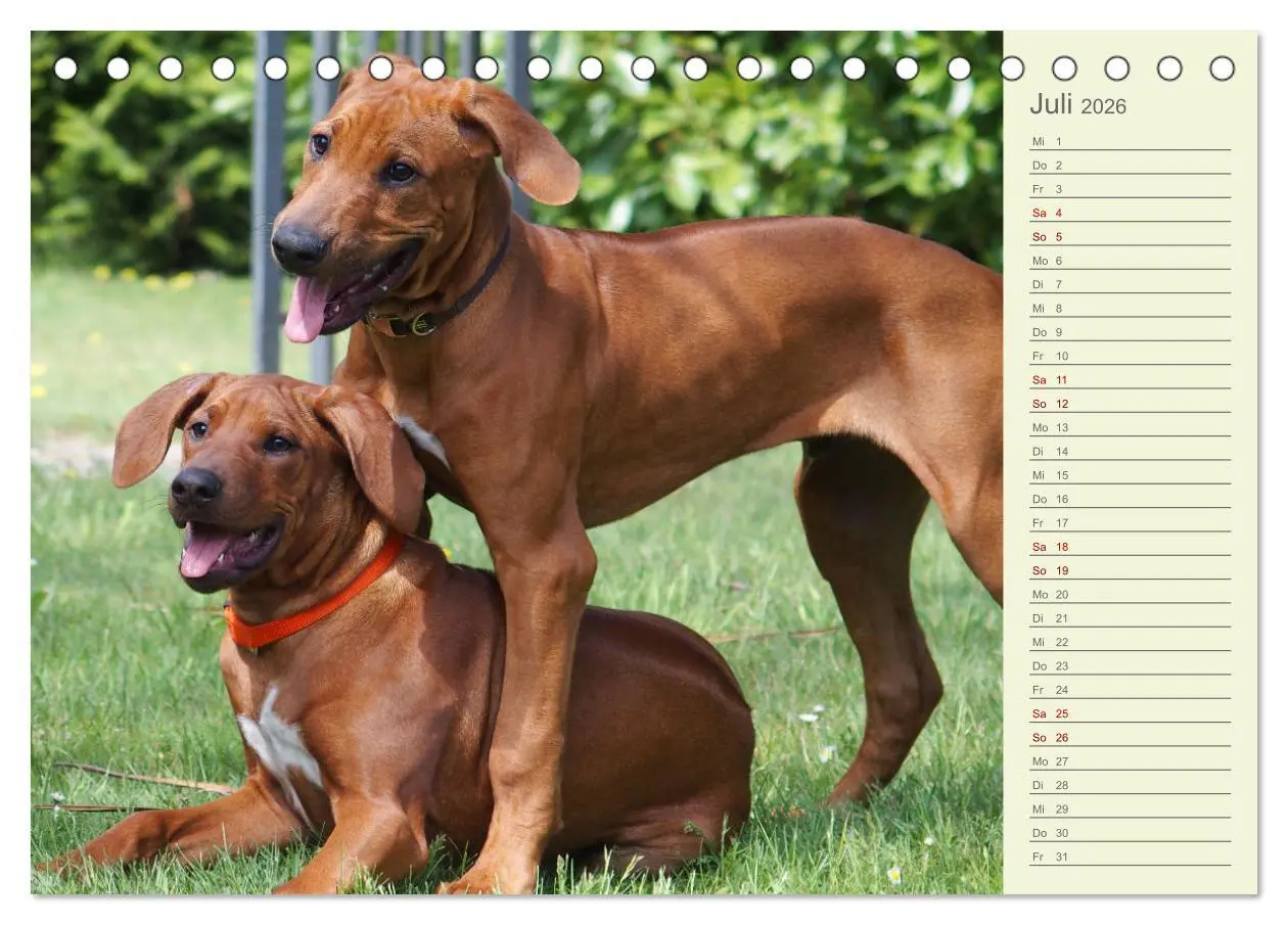 Bild: 9783457420201 | Rhodesian Ridgeback - Jung, wild, zuckersüß (Tischkalender 2026 DIN...