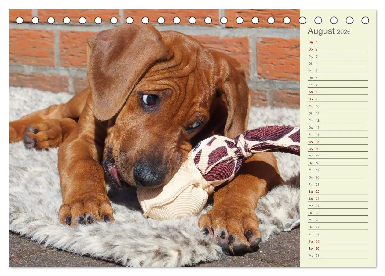 Bild: 9783457420201 | Rhodesian Ridgeback - Jung, wild, zuckersüß (Tischkalender 2026 DIN...