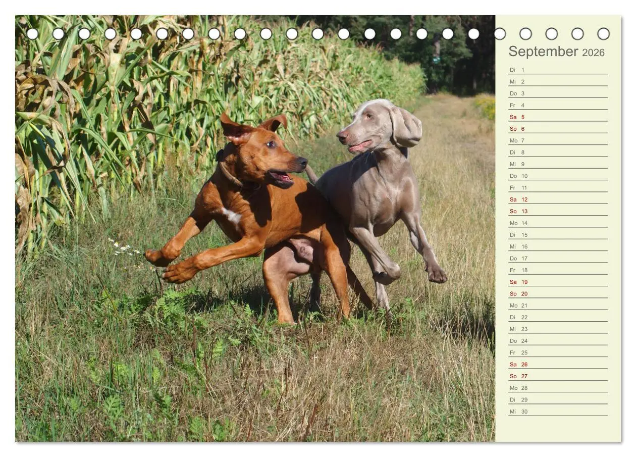 Bild: 9783457420201 | Rhodesian Ridgeback - Jung, wild, zuckersüß (Tischkalender 2026 DIN...