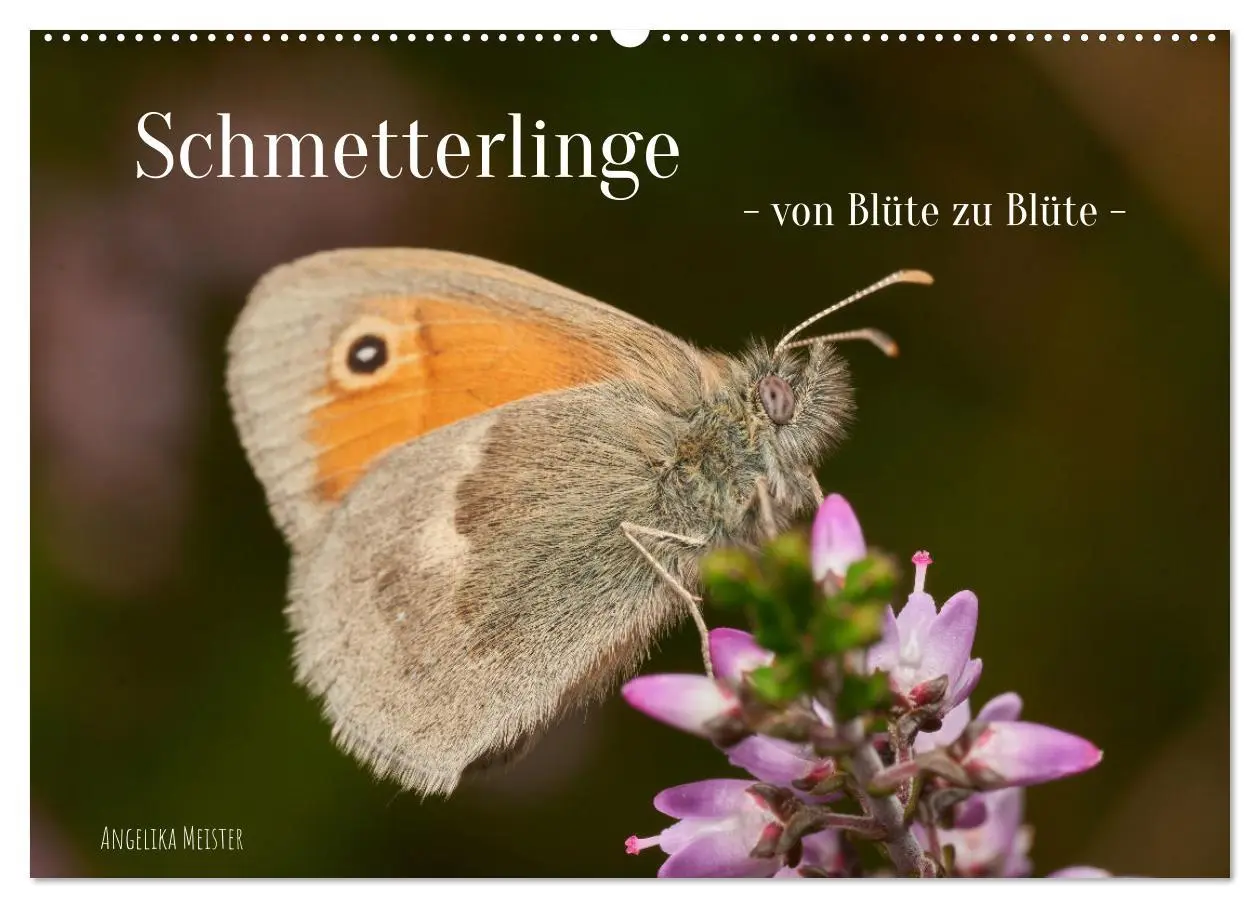 Cover: 9783457590201 | Schmetterlinge - von Blüte zu Blüte - (Wandkalender 2026 DIN A2...