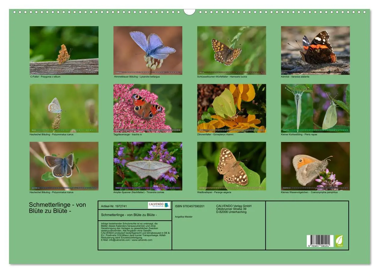 Bild: 9783457590201 | Schmetterlinge - von Blüte zu Blüte - (Wandkalender 2026 DIN A2...