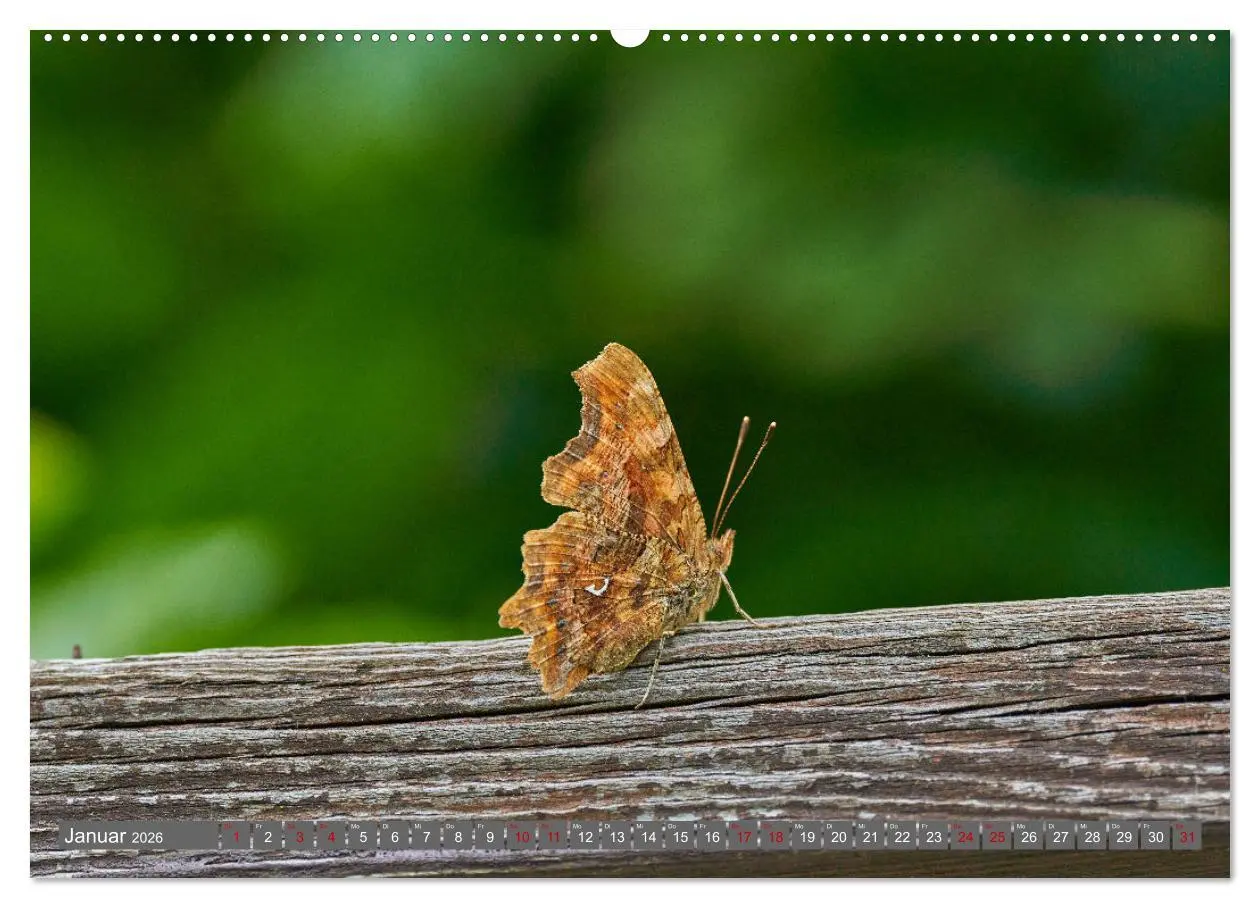 Bild: 9783457590201 | Schmetterlinge - von Blüte zu Blüte - (Wandkalender 2026 DIN A2...