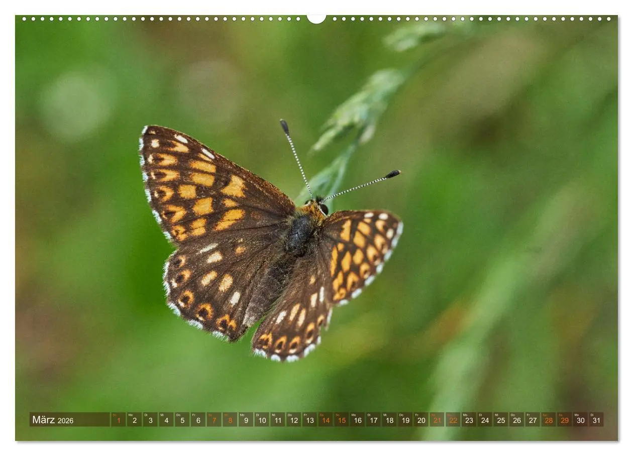 Bild: 9783457590201 | Schmetterlinge - von Blüte zu Blüte - (Wandkalender 2026 DIN A2...