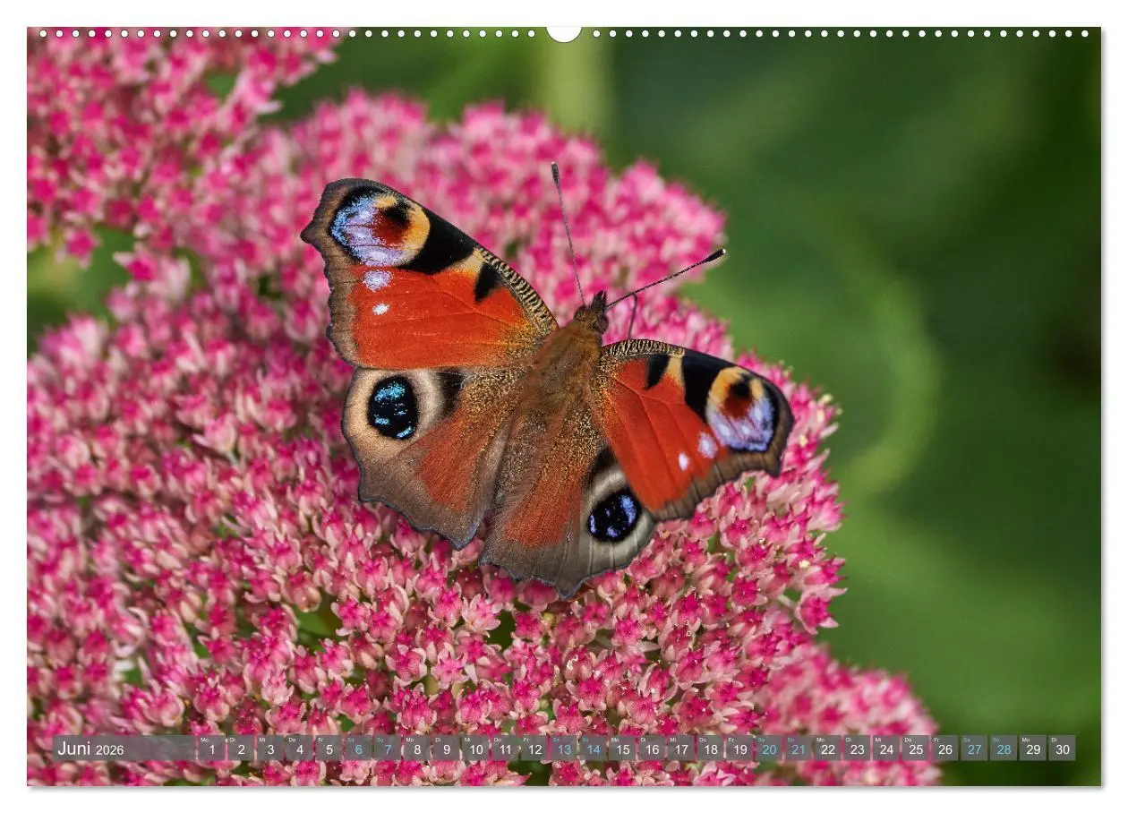 Bild: 9783457590201 | Schmetterlinge - von Blüte zu Blüte - (Wandkalender 2026 DIN A2...