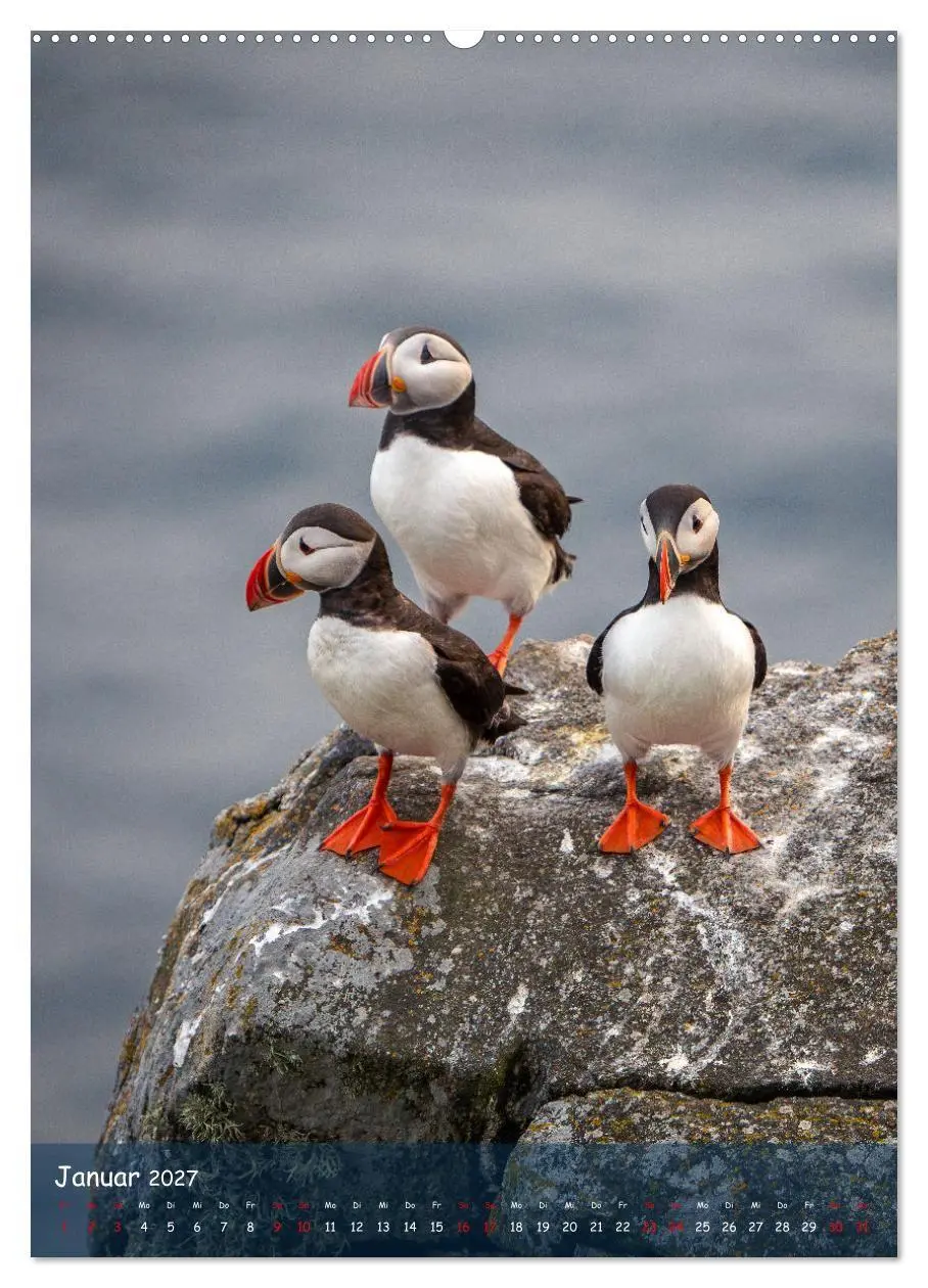 Bild: 9783569220201 | Naturerlebnis Puffin (Wandkalender 2027 DIN A2 hoch), CALVENDO...