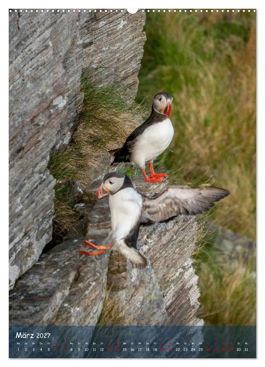 Bild: 9783569220201 | Naturerlebnis Puffin (Wandkalender 2027 DIN A2 hoch), CALVENDO...