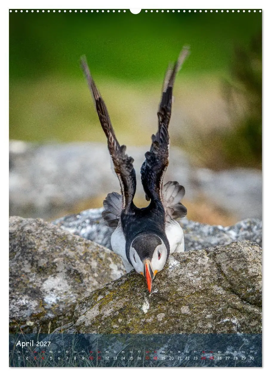 Bild: 9783569220201 | Naturerlebnis Puffin (Wandkalender 2027 DIN A2 hoch), CALVENDO...