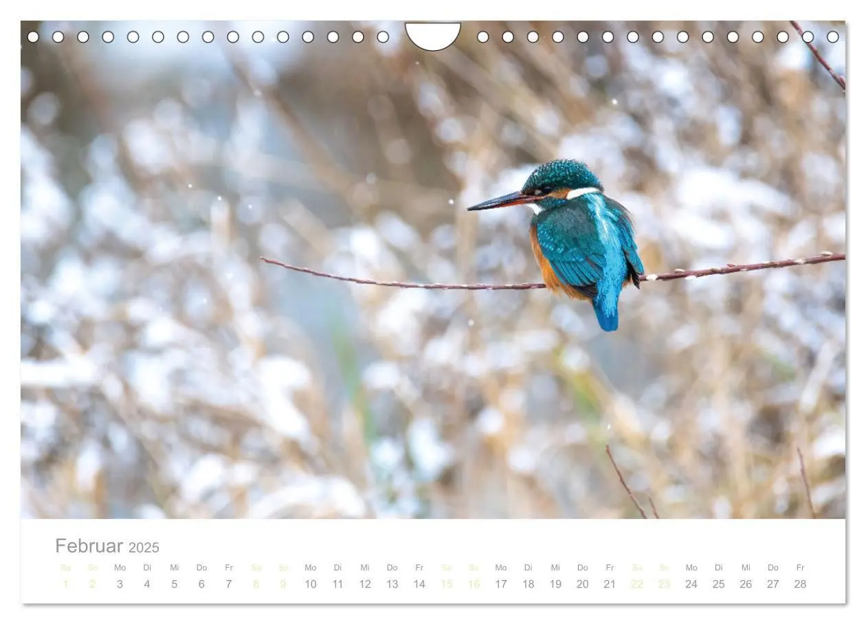 Bild: 9783435010301 | Eisvogel im Porträt (Wandkalender 2025 DIN A4 quer), CALVENDO...
