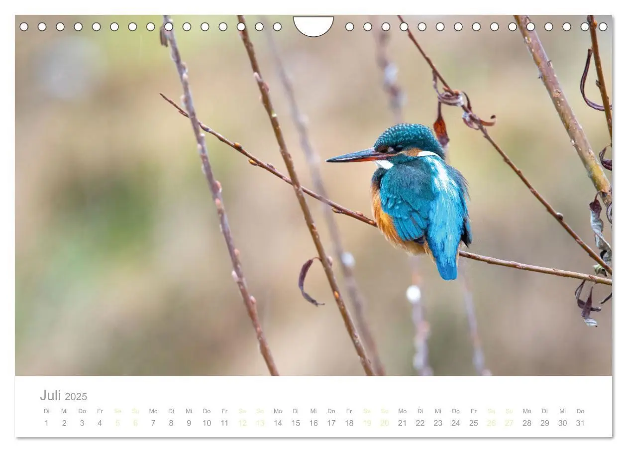Bild: 9783435010301 | Eisvogel im Porträt (Wandkalender 2025 DIN A4 quer), CALVENDO...