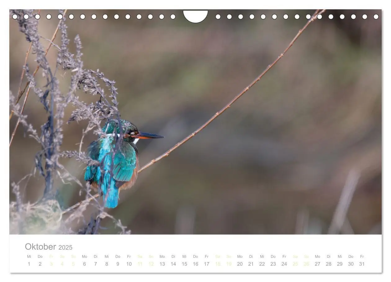 Bild: 9783435010301 | Eisvogel im Porträt (Wandkalender 2025 DIN A4 quer), CALVENDO...