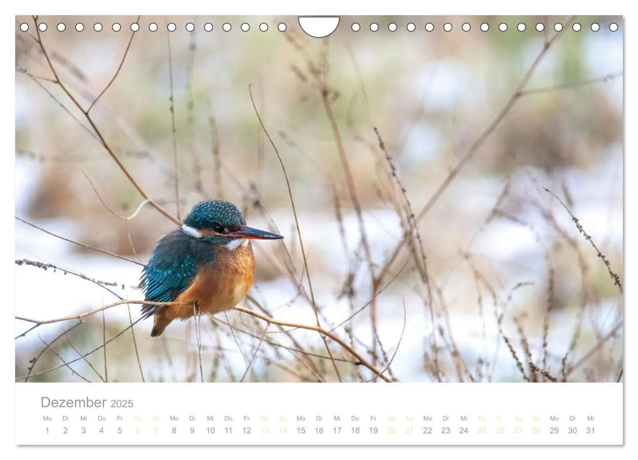 Bild: 9783435010301 | Eisvogel im Porträt (Wandkalender 2025 DIN A4 quer), CALVENDO...