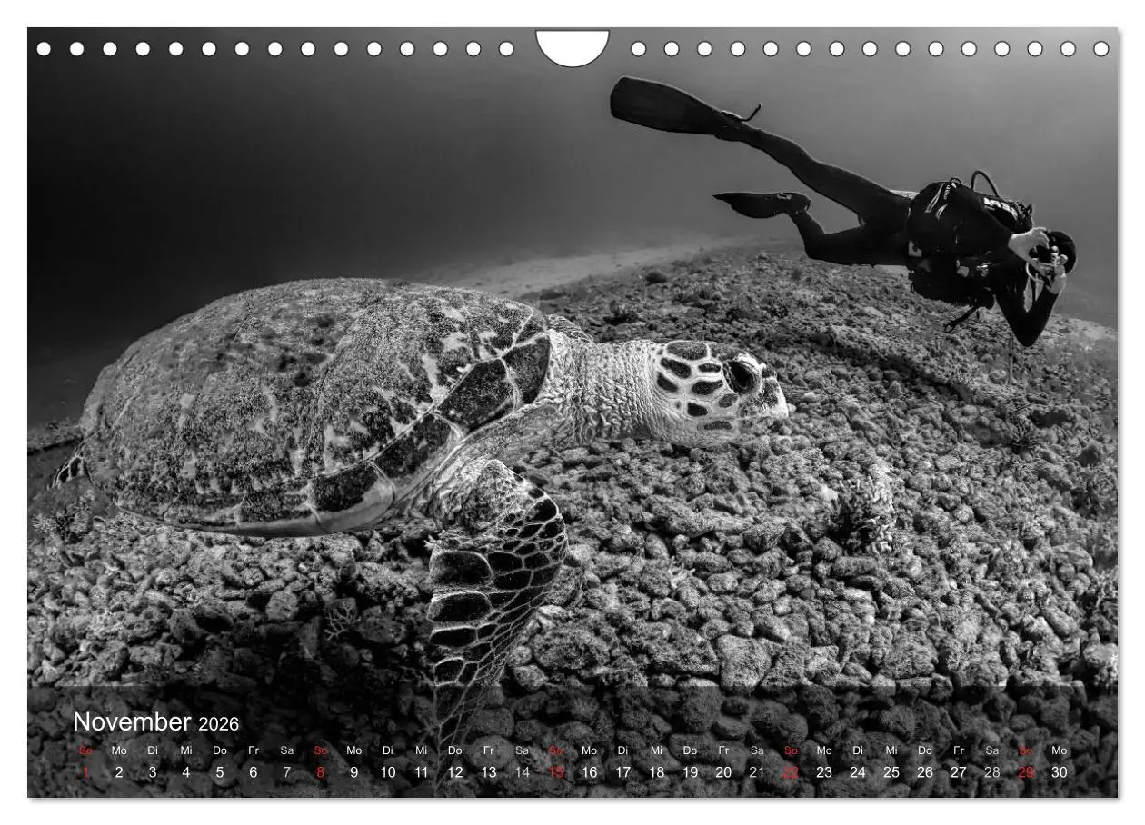 Bild: 9783516050301 | Schildkröten des Ozeans (Wandkalender 2026 DIN A4 quer), CALVENDO...