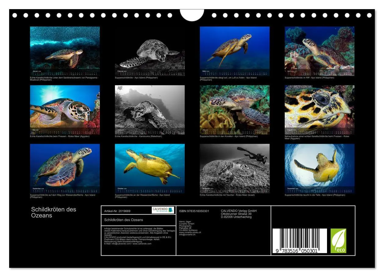 Bild: 9783516050301 | Schildkröten des Ozeans (Wandkalender 2026 DIN A4 quer), CALVENDO...